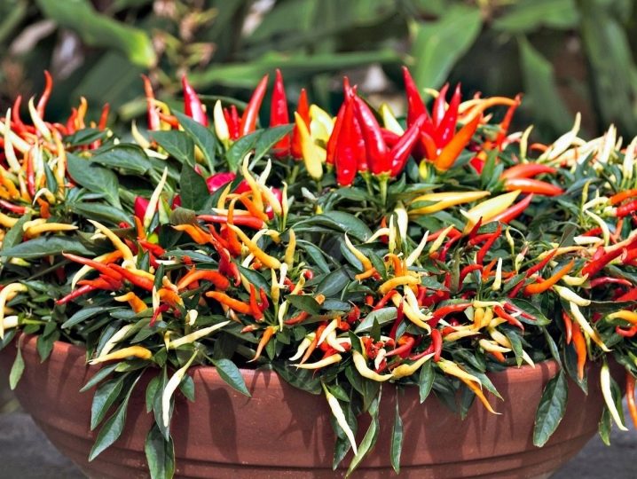 What are chili peppers and how to grow them?