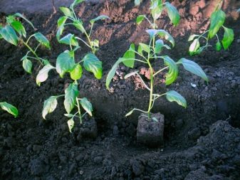 Pepper planting