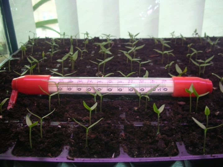 How many days does pepper sprout and what to do with poor germination?