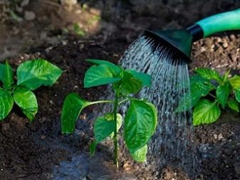 How to grow pepper seedlings?