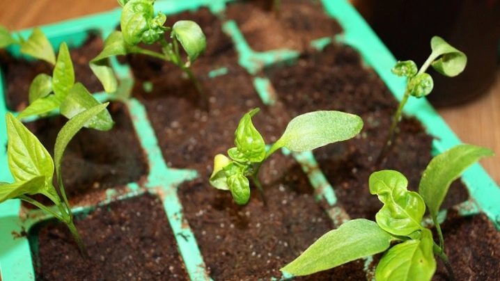 What to do if the leaves of pepper seedlings curl?