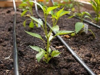 What to do if the leaves of pepper seedlings curl?