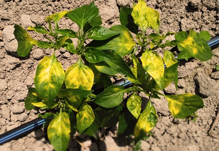 What to do if white spots appear on pepper leaves?