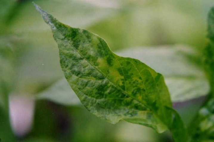 What to do if white spots appear on pepper leaves?