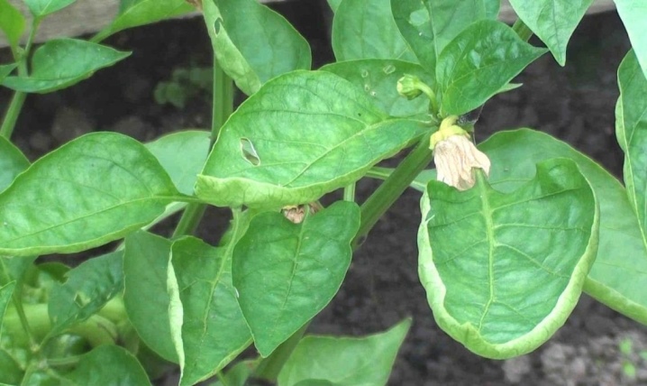 Why do pepper leaves curl and what to do?