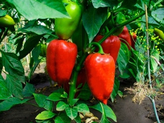 How far apart should peppers be planted?