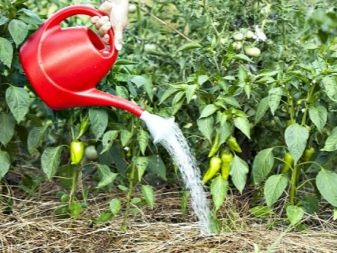 What can you plant peppers after?