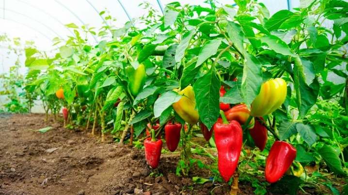 What can you plant peppers after?