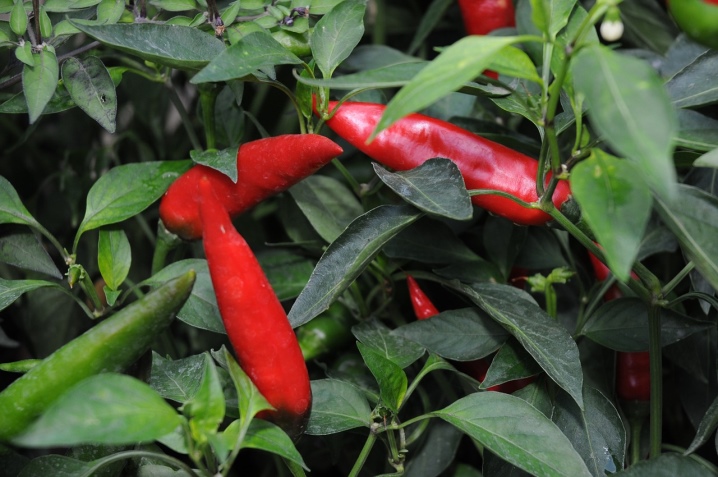 The nuances of the formation of pepper in the greenhouse