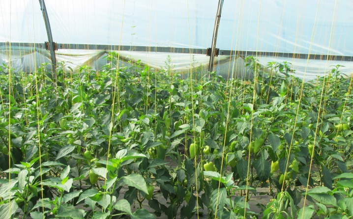 The nuances of the formation of pepper in the greenhouse