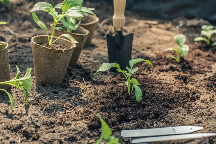 All about planting peppers in open ground