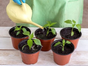 All about planting peppers in open ground