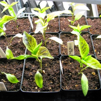Pinching pepper seedlings