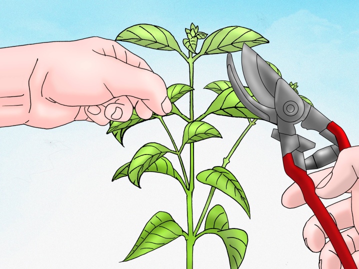 Pinching pepper seedlings