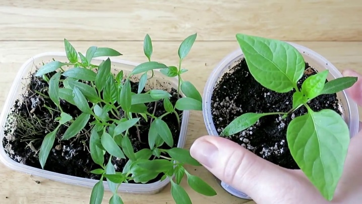 All about planting peppers in a greenhouse