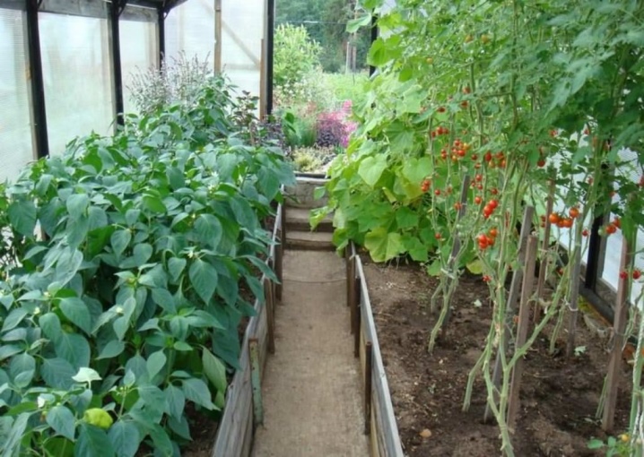 The nuances of growing peppers in a greenhouse