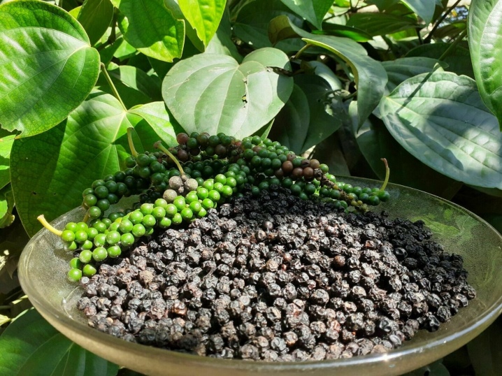 How to grow black pepper at home?
