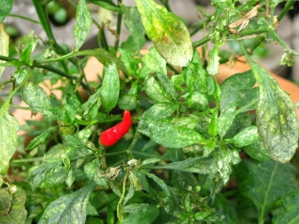 How to pinch peppers?