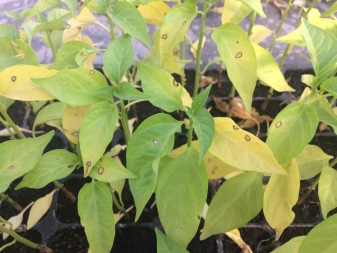 How to pinch peppers?