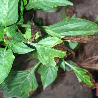 Why peppers wither and how to treat them?