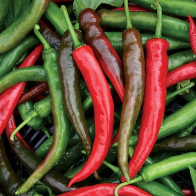 Everything you need to know about growing hot peppers