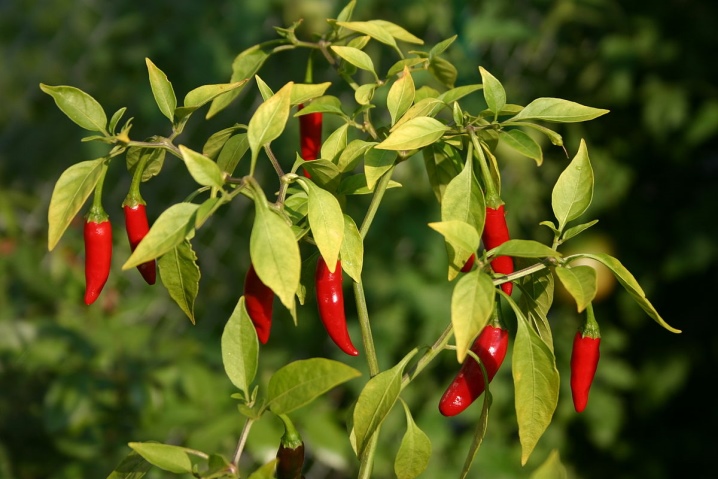 Everything you need to know about growing hot peppers