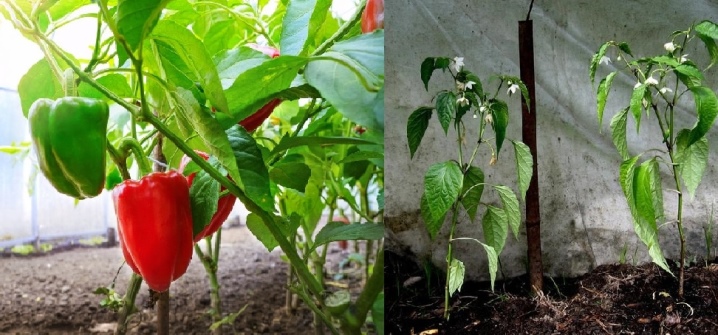 How to distinguish seedlings of bitter pepper from sweet?