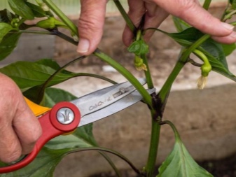 Compatibility of peppers and cucumbers in the same greenhouse and their planting