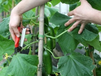 Compatibility of peppers and cucumbers in the same greenhouse and their planting