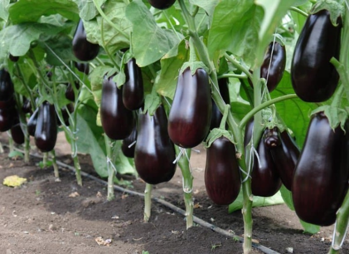 Is it possible to plant eggplant and peppers side by side?