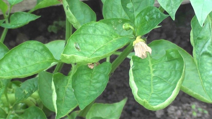 What to do if pepper leaves curl in a greenhouse?