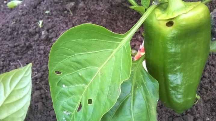 Who eats pepper in the greenhouse and what to do?