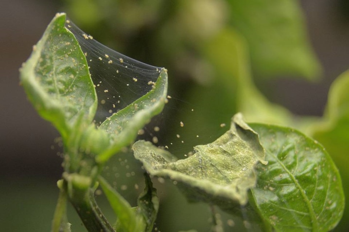 Who eats pepper in the greenhouse and what to do?