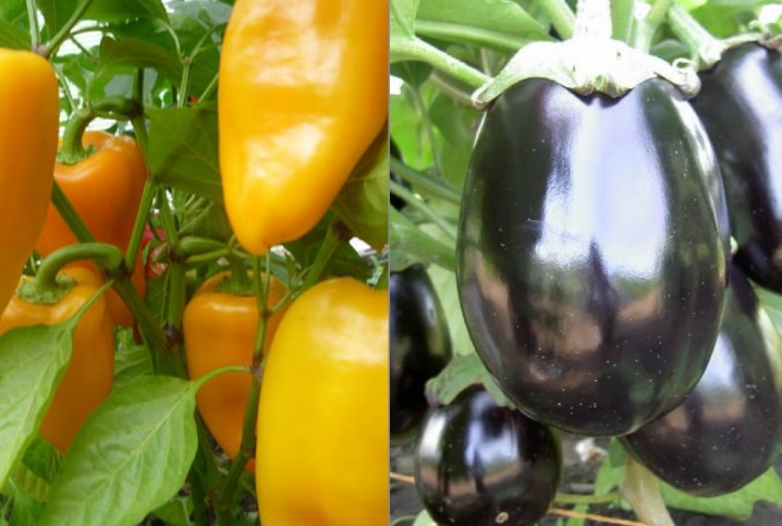 What can you plant peppers in a greenhouse with?