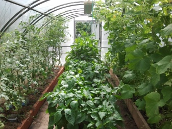 What can you plant peppers in a greenhouse with?