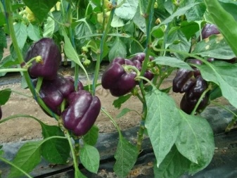 When to plant pepper?