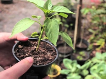 When to plant pepper?