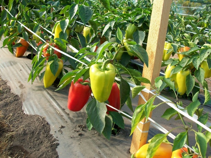 How can you tie peppers?