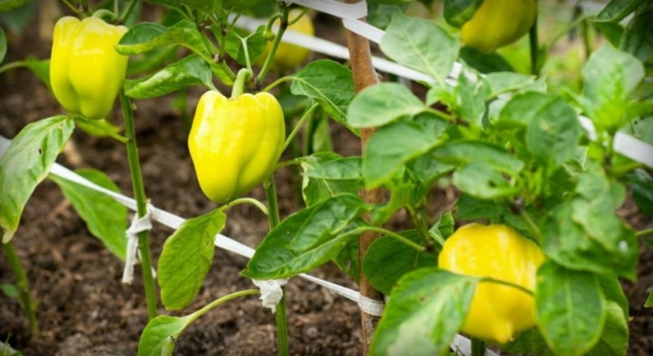 How can you tie peppers?