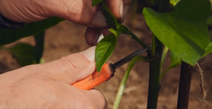 How to stepson pepper in a greenhouse?