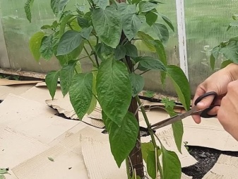 How to stepson pepper in a greenhouse?