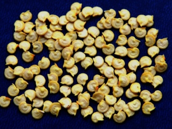 How to germinate pepper seeds for seedlings?