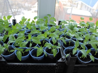 How to germinate pepper seeds for seedlings?