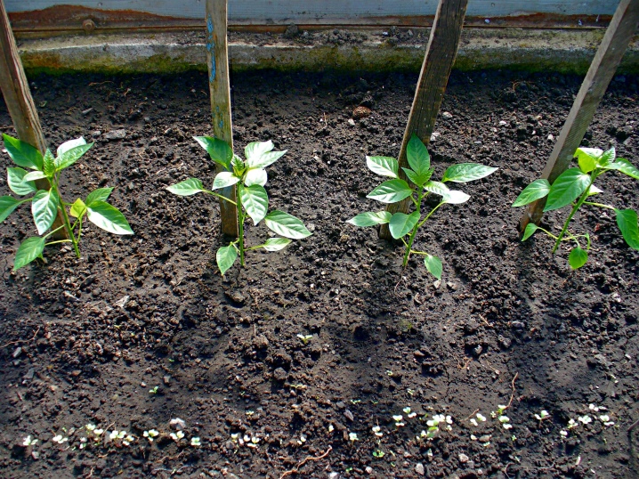 How far apart should peppers be planted in a greenhouse?