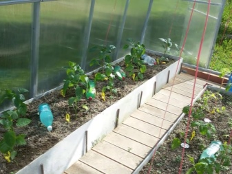 How far apart should peppers be planted in a greenhouse?