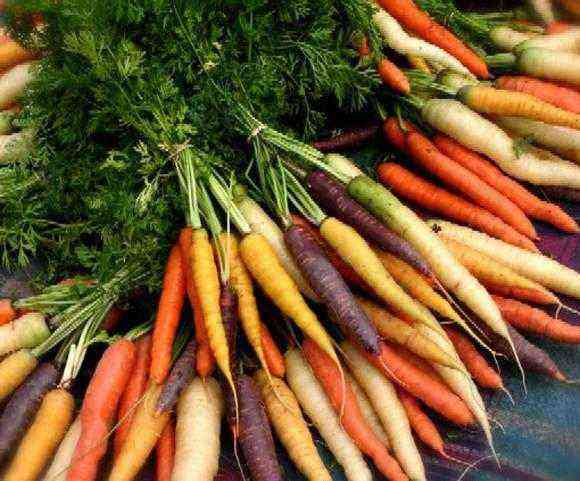 25 best varieties of early carrots with descriptions and characteristics