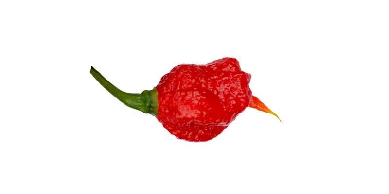 7 pot primo - the 10 hottest peppers in the world