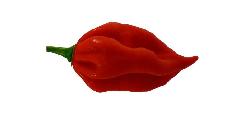 Naga viper - the 10 hottest peppers in the world