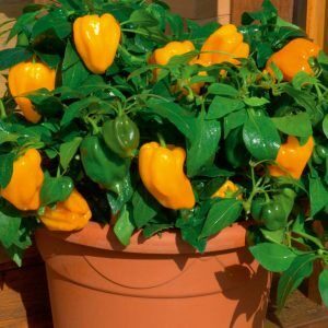 Jak pěstovat papriky v květináčích: fotografie, technologie pěstování a užitečné tipy