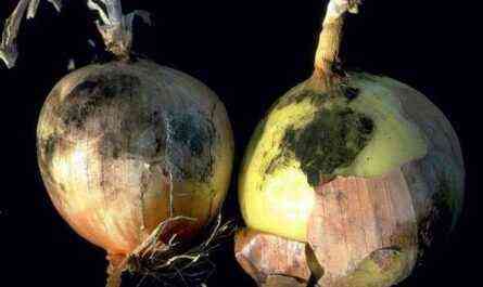 Onions: Methods for combating diseases and pests and measures for their prevention